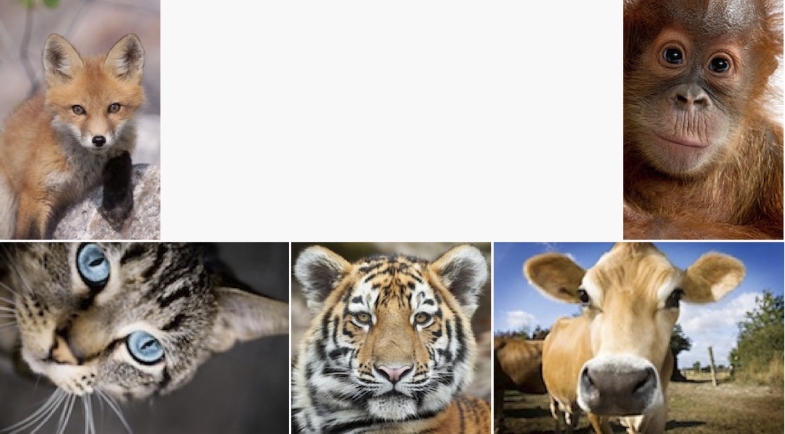 Collage of different animal species