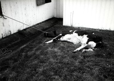 http://www.hennet.org/images/suffering/cow_downed1.jpg